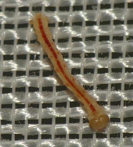 Campaea margaritaria